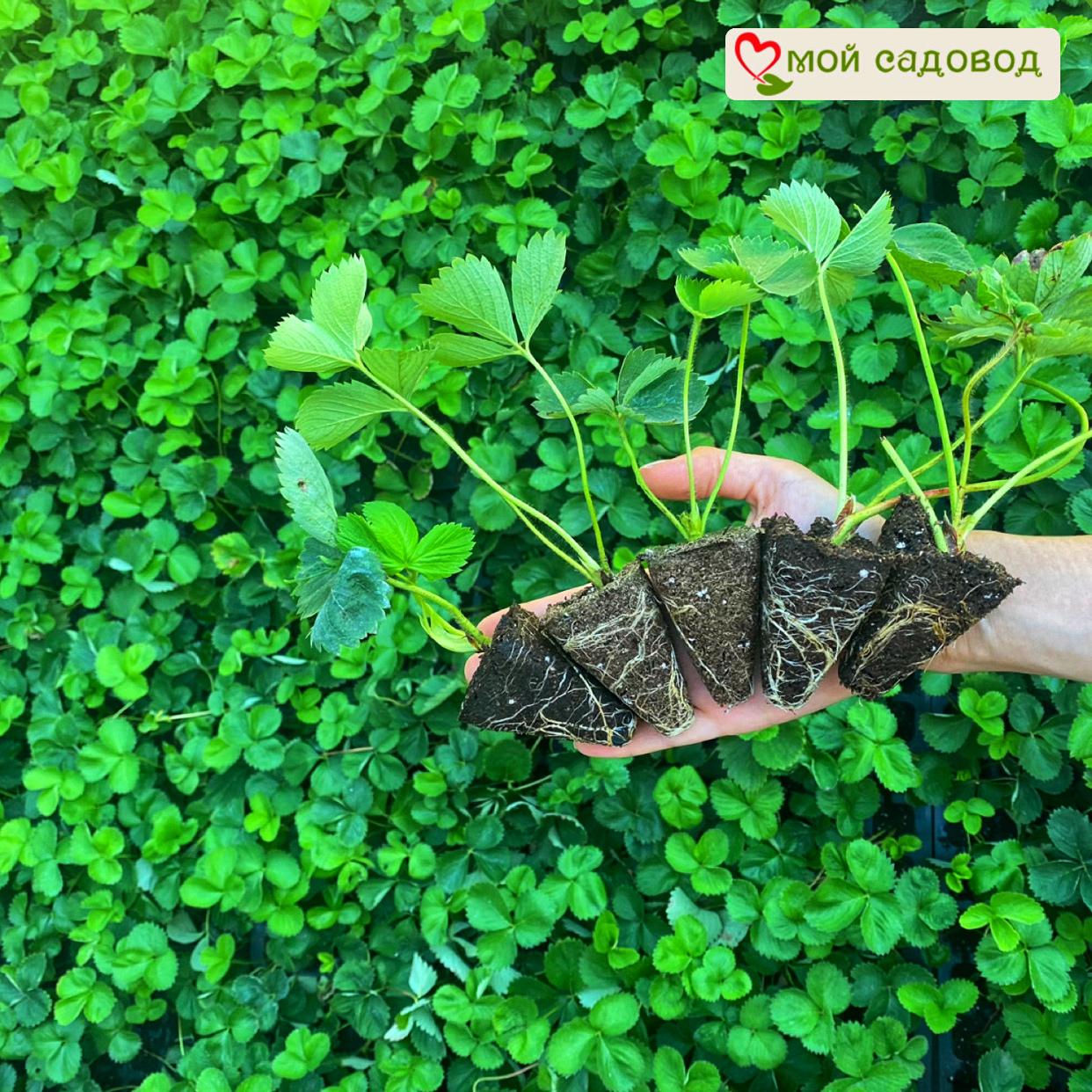 Клубника Мице Нова