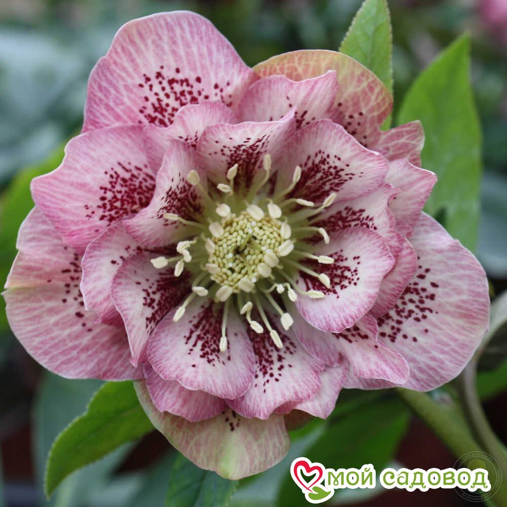 Морозник Дабл Эллен Пинк Споттид