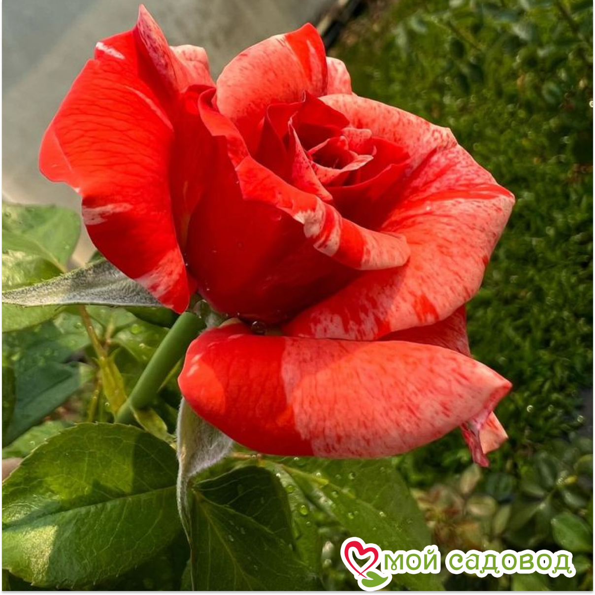 Роза чайно-гибридная Филателия